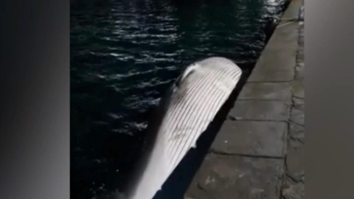 İtalya&rsquo;da 70 tonluk &ouml;l&uuml; balina kıyıya vurdu