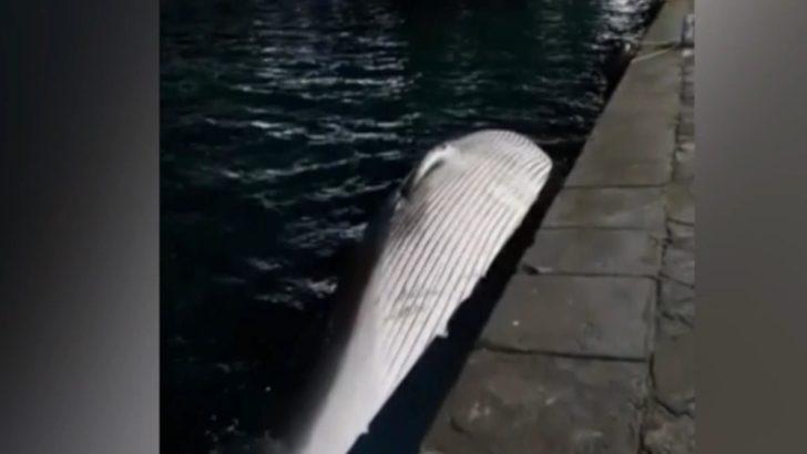 İtalya’da 70 tonluk ölü balina kıyıya vurdu G1