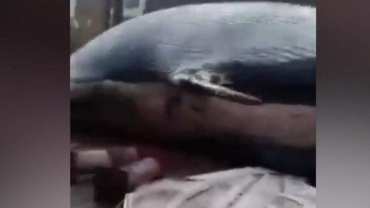 İtalya’da 70 tonluk ölü balina kıyıya vurdu G3