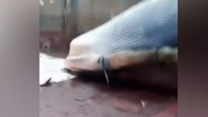 İtalya’da 70 tonluk ölü balina kıyıya vurdu G4