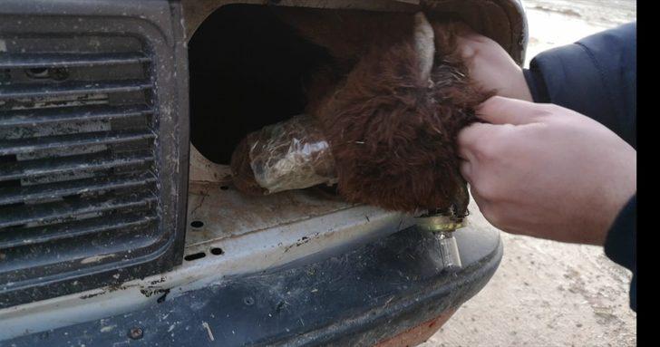 Akçakale Gümrük Kapısı'nda otomobilin motor bölümü ve bagajına gizlenmiş 4 kuzu bulundu G1