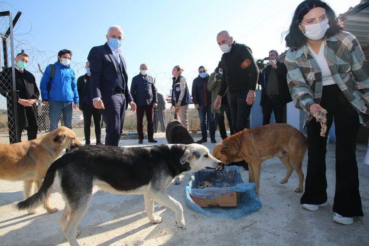 Akdeniz Belediyesi, Adanalıoğlu’nda sokak hayvanları için korunaklı alan yaptı G2