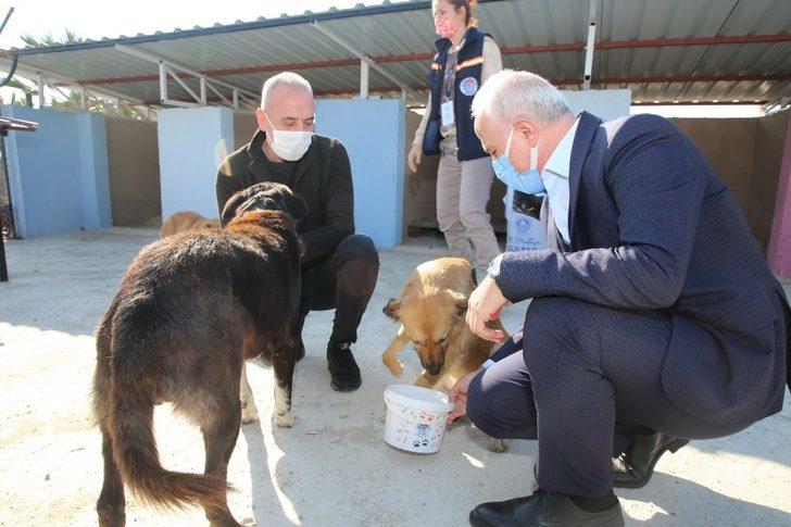 Akdeniz Belediyesi, Adanalıoğlu’nda sokak hayvanları için korunaklı alan yaptı G3