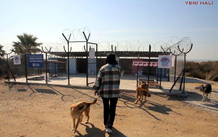 Akdeniz Belediyesi, Adanalıoğlu’nda sokak hayvanları için korunaklı alan yaptı G4