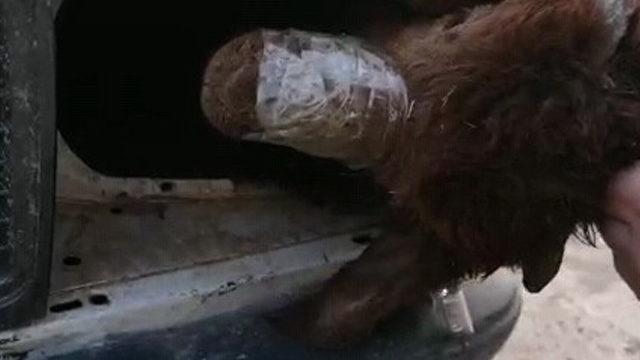 Ekipler fark etti! Aracın far bölümünden çıkarıldılar