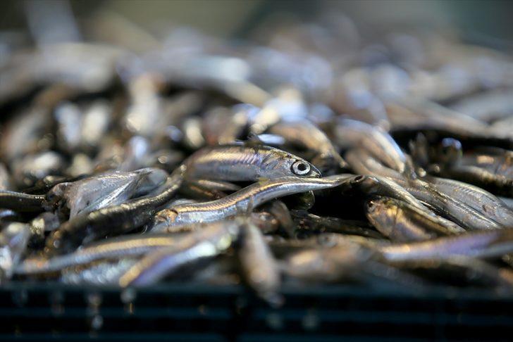 Yasaklı alan dışında kalan İğneada'da 250 tekne hamsi peşinde G2