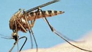 Bu Böceklerden Korunun!