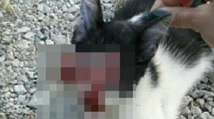 G&ouml;z&uuml; oyulan kedi paylaşımına 2 bin 202 lira ceza