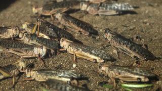 Kenya'da çekirge sürüleri 47 ilçenin 15'ini işgal etti