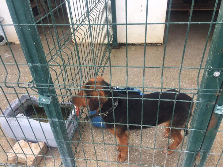 Osmaneli Belediyesi Hayvan Barınağı destek bekliyor G2