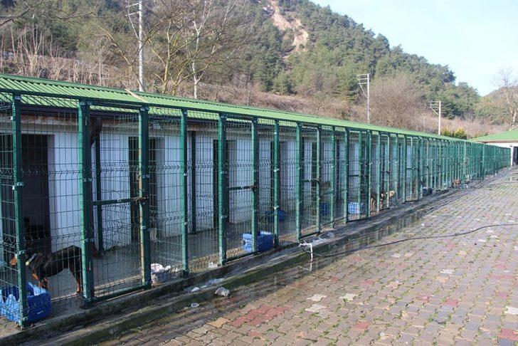 Osmaneli Belediyesi Hayvan Barınağı destek bekliyor G5