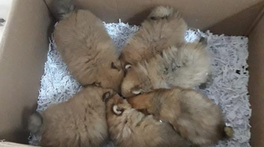 Evcil hayvan ka&ccedil;ak&ccedil;ılarının y&ouml;ntemi &lsquo;pes&rsquo; dedirtti