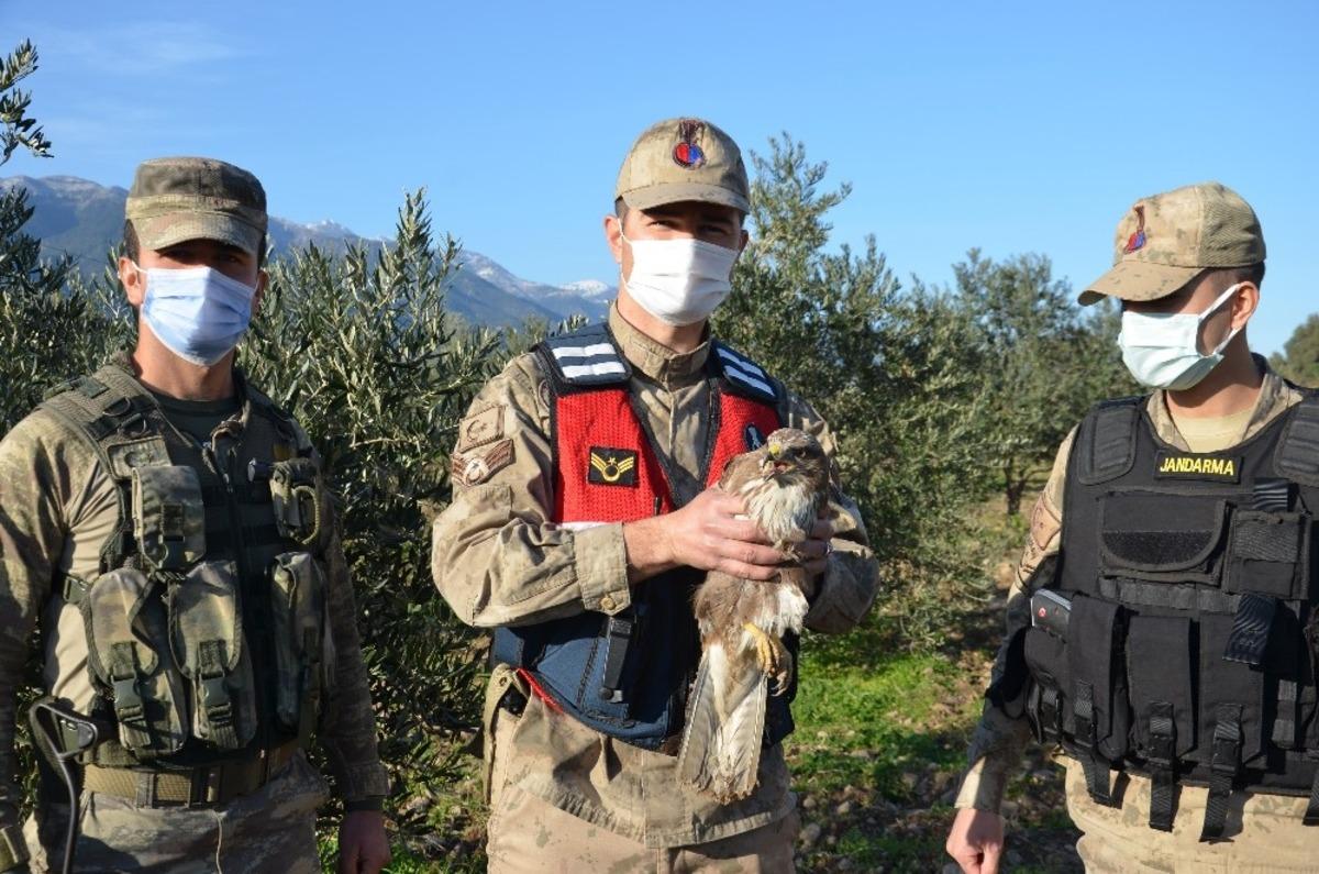 Devriye gezen jandarma, yaralı atmaca buldu