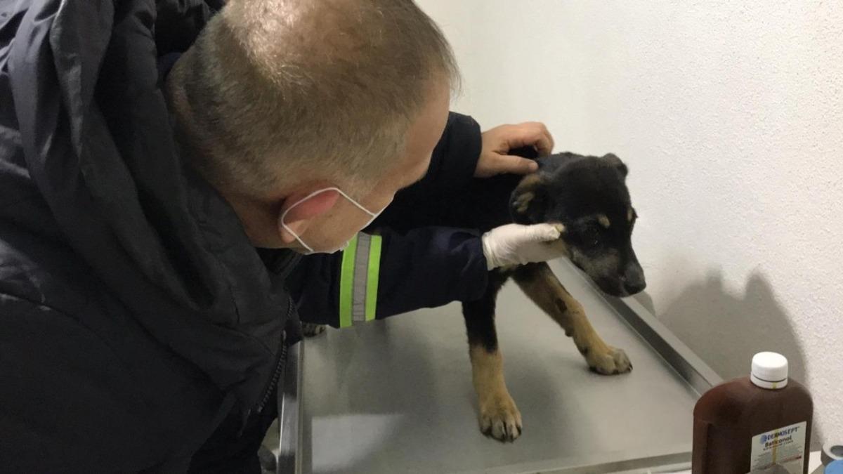 Donmak &uuml;zere olan sokak k&ouml;peklerine Hendek Belediyesi sahip &ccedil;ıktı