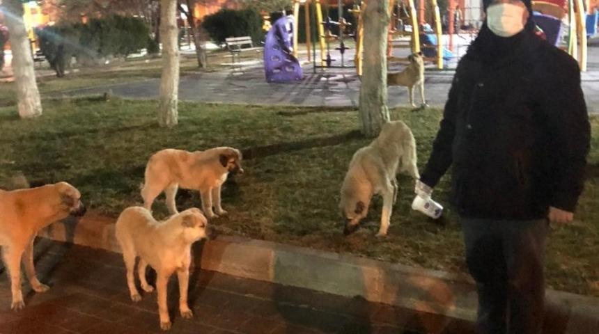 Yerk&ouml;y&rsquo;de g&ouml;n&uuml;ll&uuml;ler sokak hayvanlarını besliyor