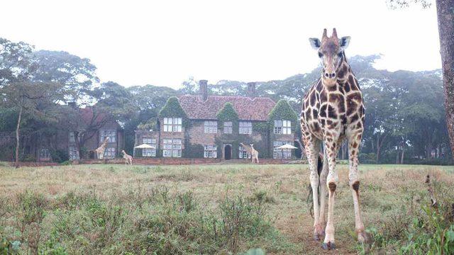 dünyanın en ilginç otelleri zürafa malikanesi