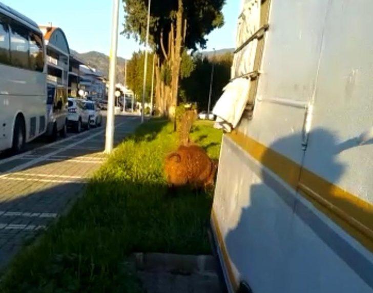 Yaban domuzu Marmaris sokaklarında korkusuzca gezdi G2