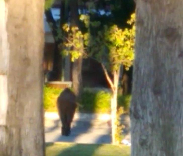 Yaban domuzu Marmaris sokaklarında korkusuzca gezdi G3
