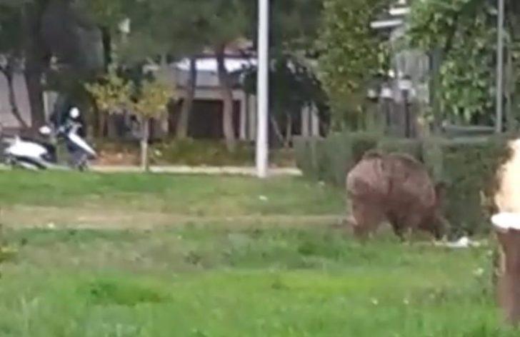 Yaban domuzu Marmaris sokaklarında korkusuzca gezdi G4
