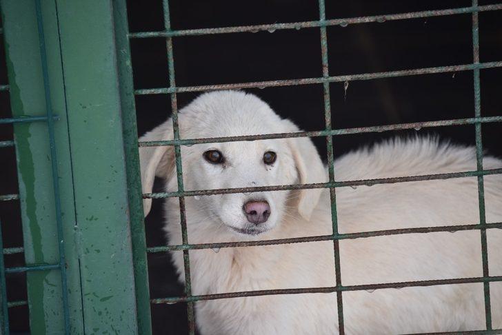 Sahipsiz köpekler için komşu belediyelere suçlama G2