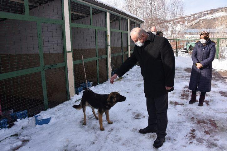 Sahipsiz köpekler için komşu belediyelere suçlama G3