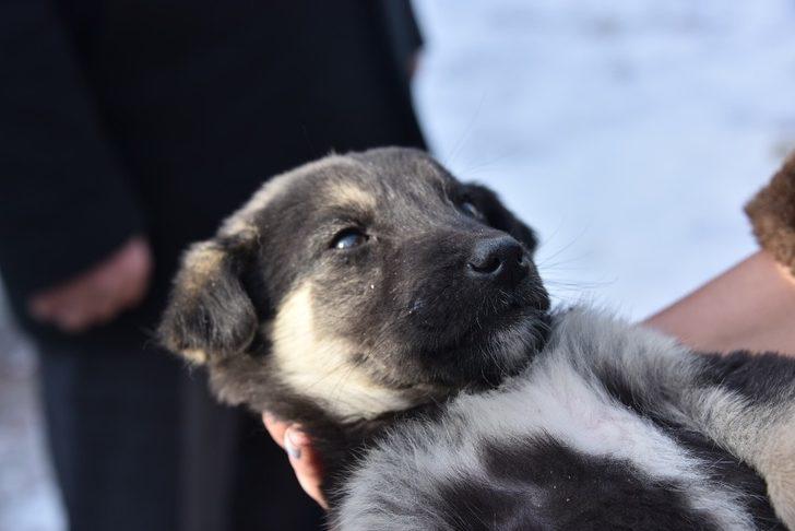 Sahipsiz köpekler için komşu belediyelere suçlama G4