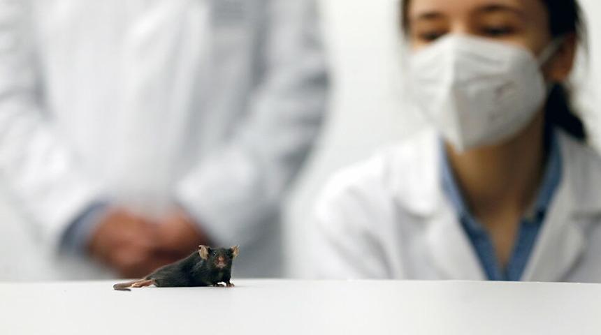 Almanya'da felçli fareyi yeniden yürüttüler