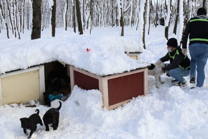 Serdivan Belediyesi, sokak hayvanlarını yalnız bırakmıyor G1