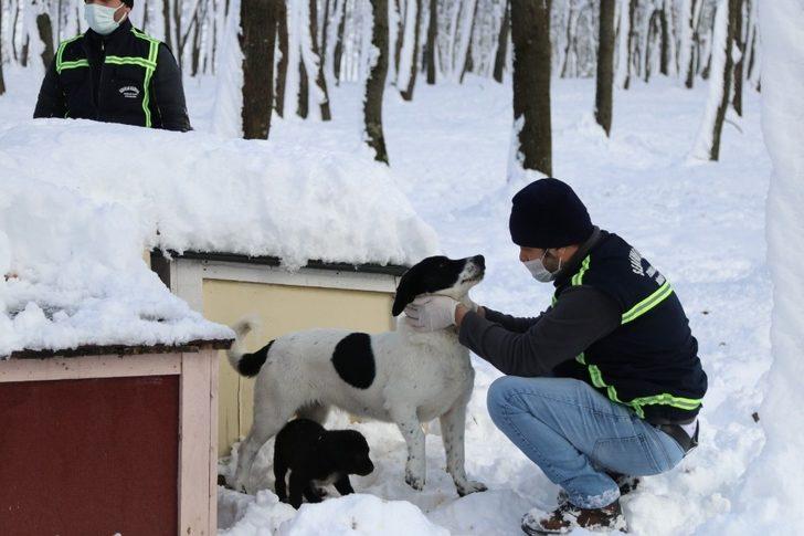 Serdivan Belediyesi, sokak hayvanlarını yalnız bırakmıyor G2