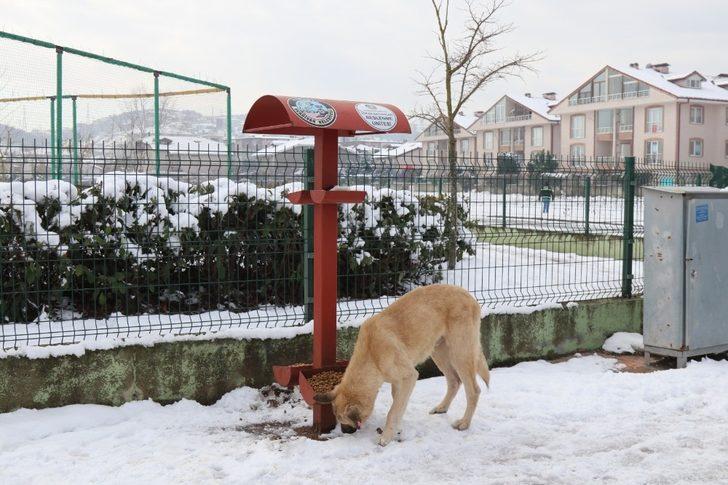 Serdivan Belediyesi, sokak hayvanlarını yalnız bırakmıyor G3