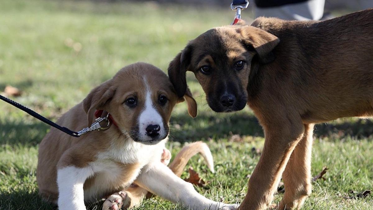 &rsquo;Pişmaniye&rsquo; ve &rsquo;Simit&rsquo; yeni yuvalarında