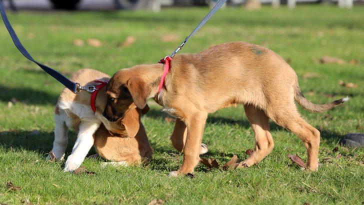 ’Pişmaniye’ ve ’Simit’ yeni yuvalarında G3