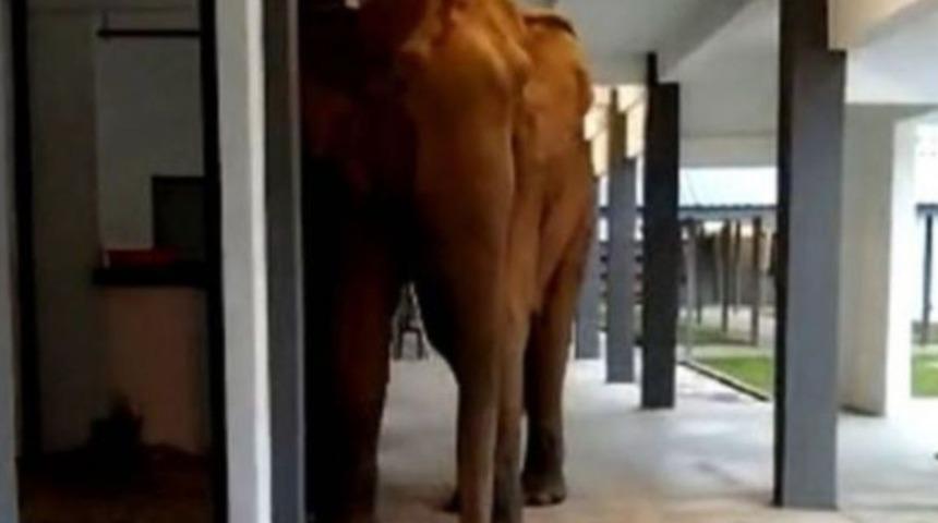 Malezya'da fil okul bahçesine girdi