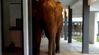 Malezya'da fil okul bahçesine girdi