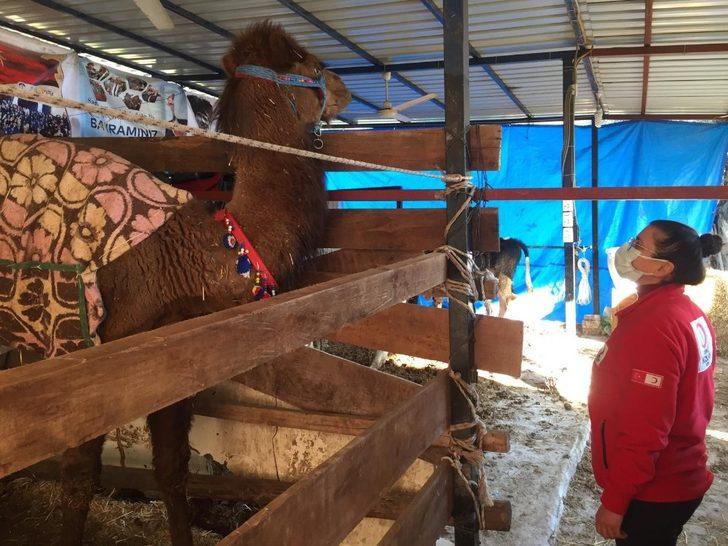 Bağışlanan deve eti, ihtiyaç sahiplerine dağıtıldı G2