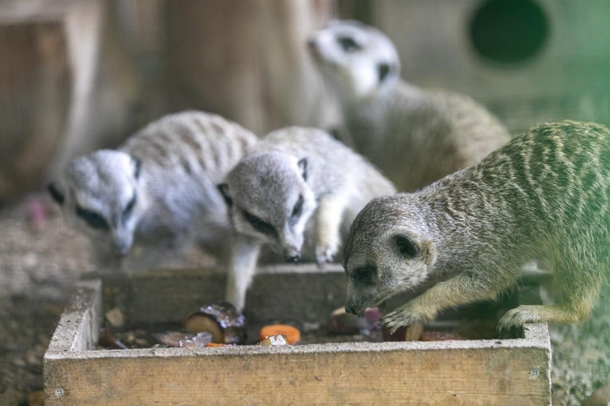 Tarsus Doğa Parkı tatilde &ouml;ğrencilere &uuml;cretsiz