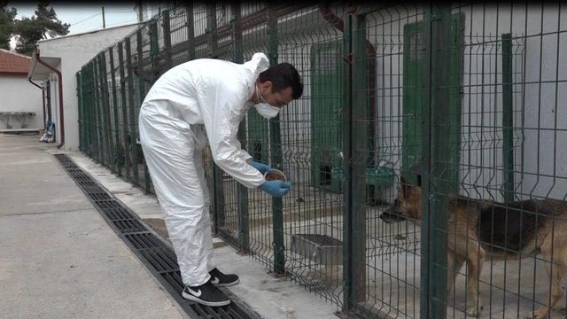 Sokak Hayvanları Tedavi ve Rehabilitasyon Merkezi hizmet vermeye devam ediyor