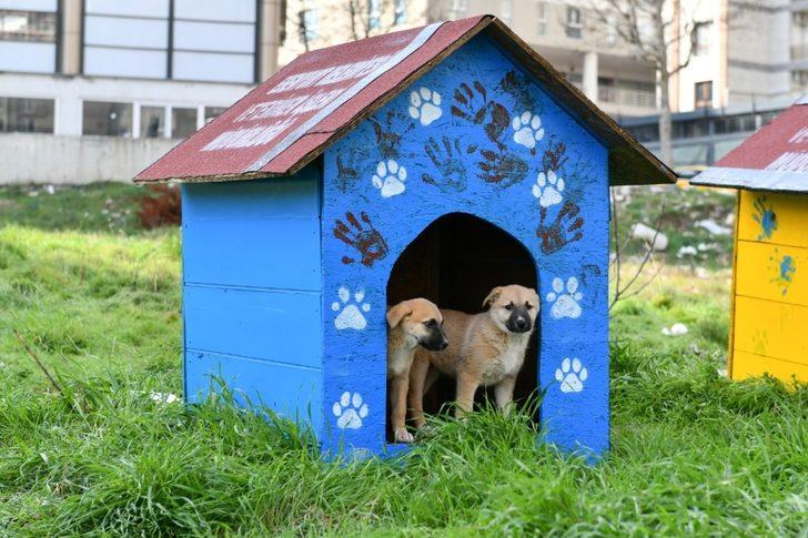 Geri dönüşümden sokak hayvanlarına yuva G1