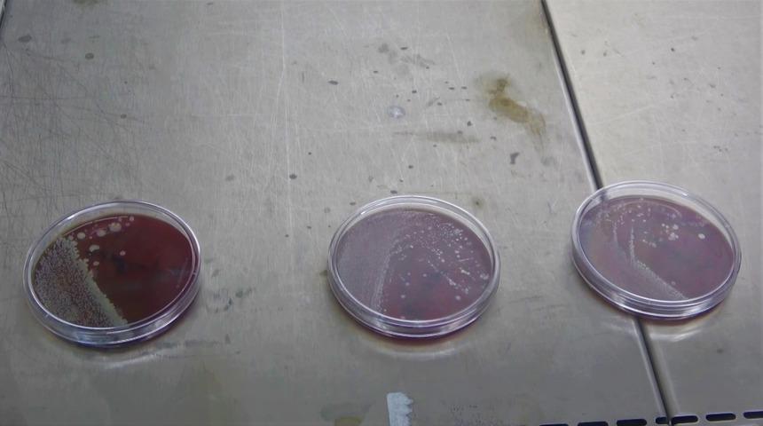 Yıkanan veya kolonya sıkılan maskede korkutan sonuç