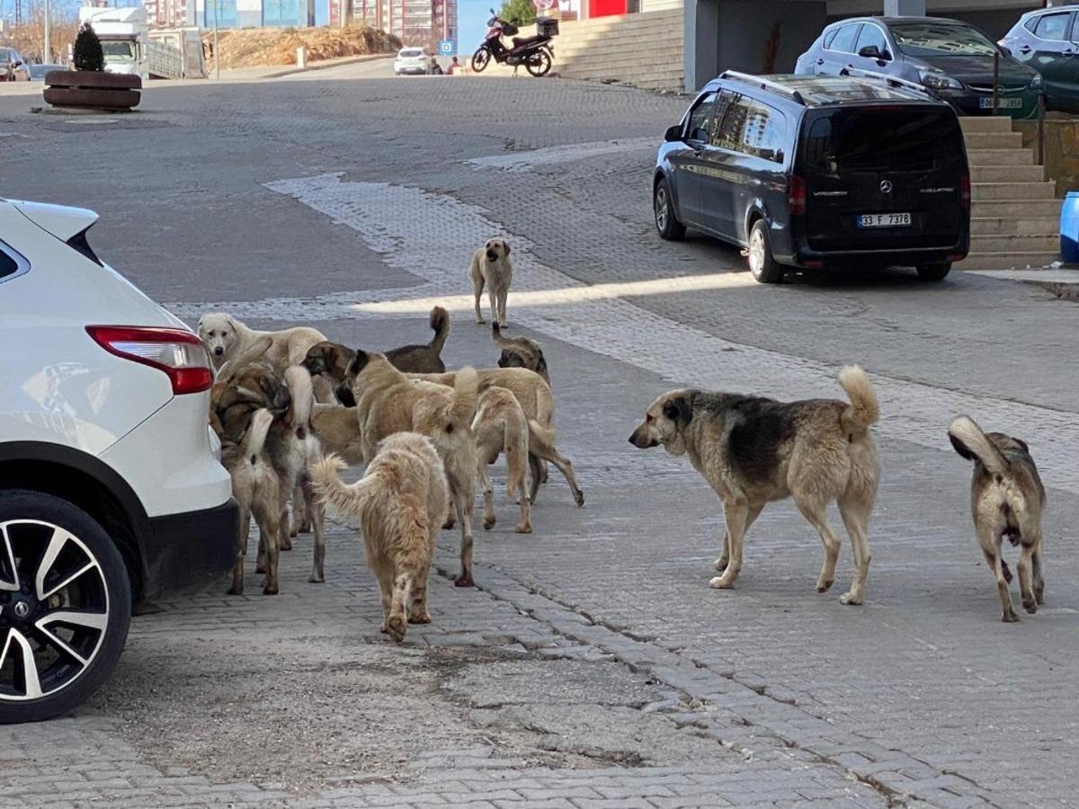 Mardin&rsquo;de sokak k&ouml;pekleri &ccedil;ocuklara saldırdı