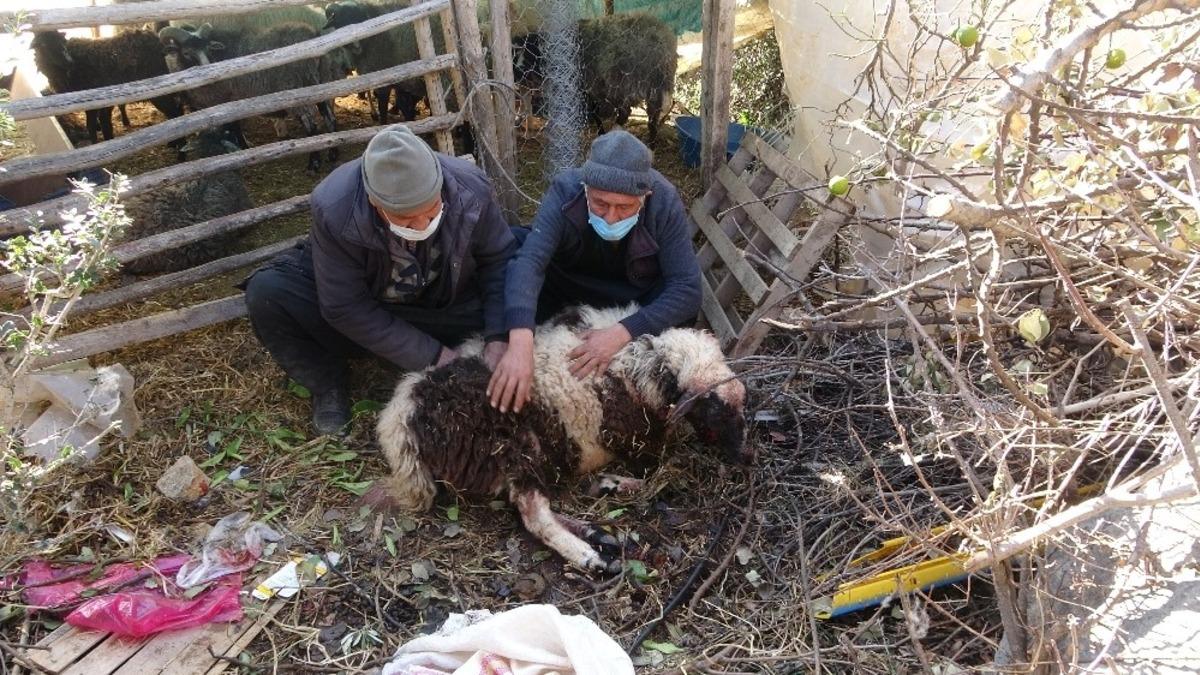 Pitbull cinsi k&ouml;pekler ağılda adeta katliam yaptı: 6 koyun telef oldu