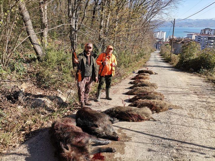 Fatsa’da dev domuzlar avlandı G2