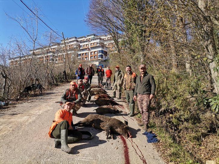 Fatsa’da dev domuzlar avlandı G3