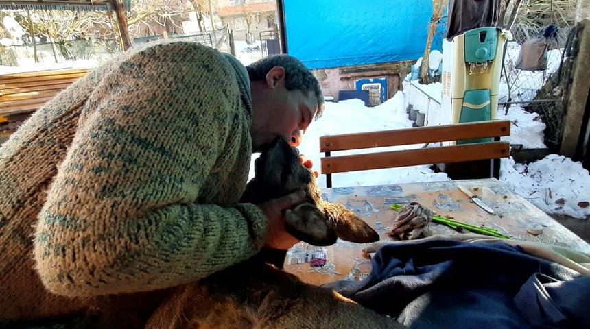 Köpeklerin saldırısıyla yaralanan karacaya suni teneffüs yaptı