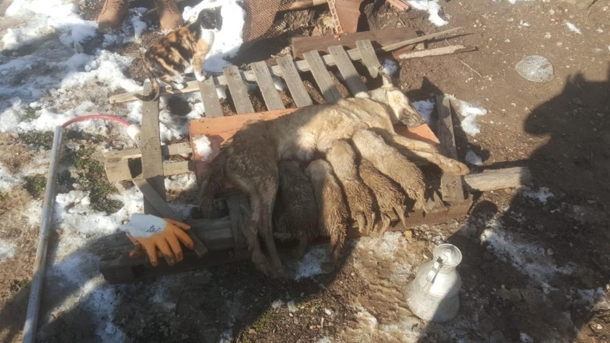 &Ccedil;&ouml;ken metruk binanın enkazında kalan k&ouml;pek ve yavrularını itfaiye kurtardı