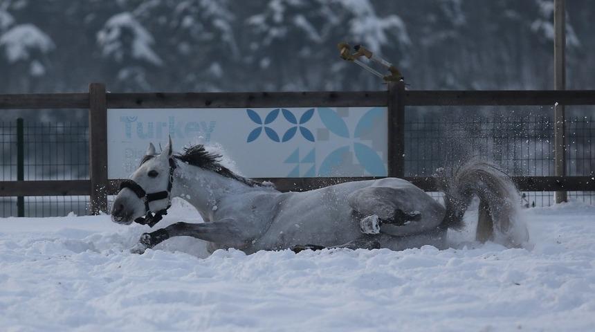 Atların kar banyosu keyfi böyle görüntülendi