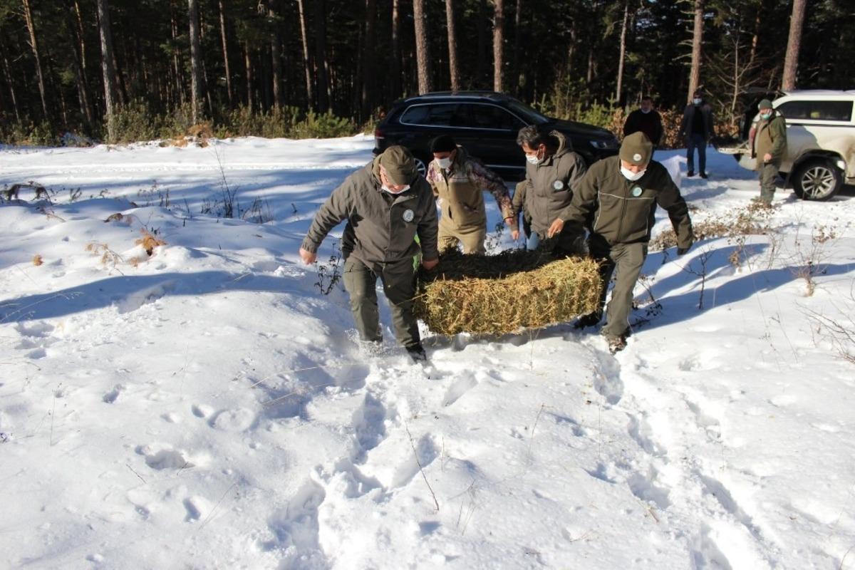 Kastamonu&rsquo;da yaban hayatı i&ccedil;in doğaya yem bırakıldı