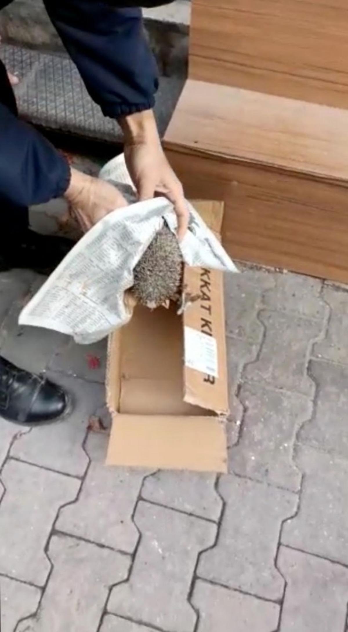 Demir basamağın altına sıkışan kirpiyi zabıta kurtardı