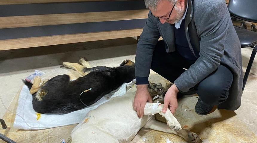 Zehirlenen köpeklere ilk müdahale belediye başkanından