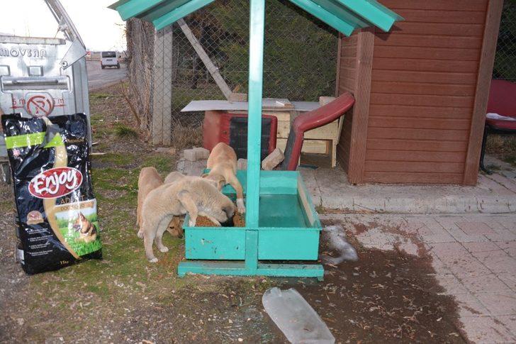 Ergani Belediyesi sokak hayvanlarını unutmadı G4